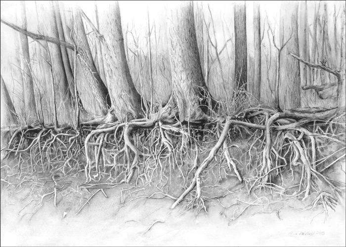 Baumwurzeln